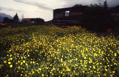 黄色い花.jpg